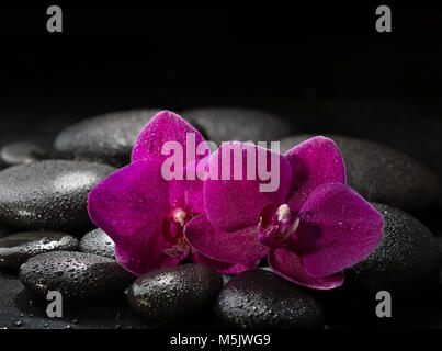 Two purple orchids  on wet black stones. Spa concept. LaStone Therapy Stock Photo