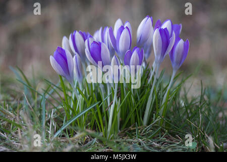 Closeup of a clump of Purple Crocus naturalised in a garden lawn Stock Photo