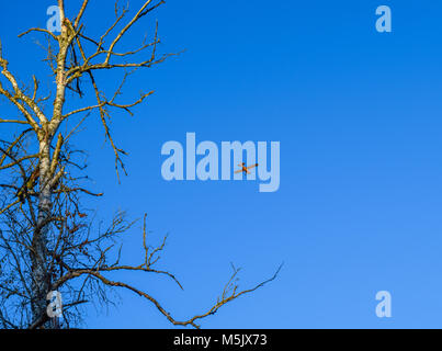 Plane flying in front of a deep blue sky in autumn, tree next to the little red plane Stock Photo