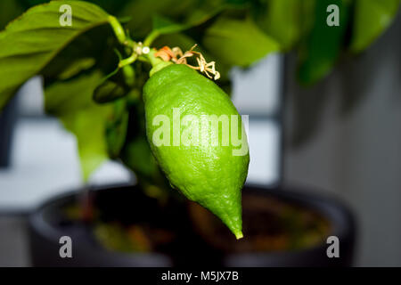 Baby Lemon still green grows on a lemon tree, little lemon Stock Photo