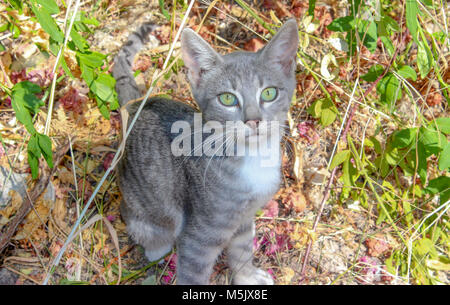 Cute baby cat sits between plants in grass