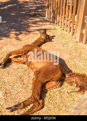 Funny alpaca is sleeping on the ground Stock Photo