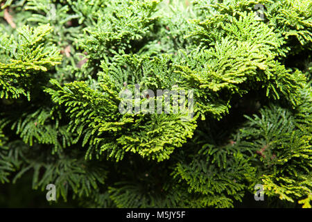 'Nana Gracilis' Japanese cypress, Japansk ädelcypress (Chamaecyparis obtusa) Stock Photo