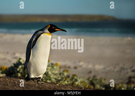 Close up of a King penguin walking on a sandy beach, summer in Falkland islands.