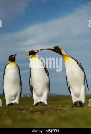 Three King penguins displaying aggressive behavior during mating season, Falkland islands. Stock Photo