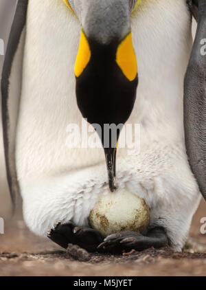 King penguin with an egg on feet waiting for it to hatch, Falkland islands.