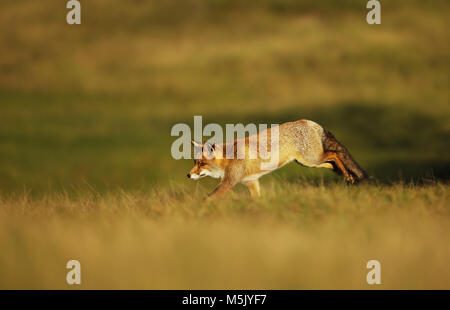 Red fox running along the field in the evening, summer in UK. Stock Photo