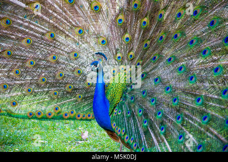 A beautiful male peacock with expanded feathers Stock Photo