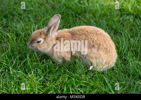 Rabbit portrait in a green background of a meadow Stock Photo