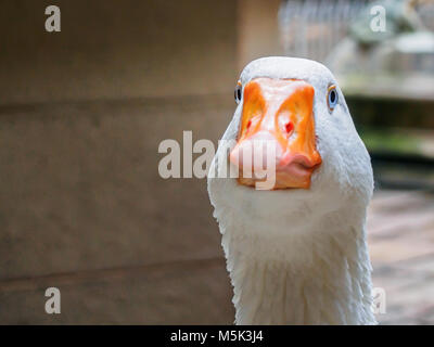 Close up of the geese who live in the Barcelona Cathedral devoted to the Saint Cross and Saint Eulalia Stock Photo