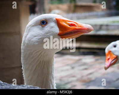 Close up of the geese who live in the Barcelona Cathedral devoted to the Saint Cross and Saint Eulalia Stock Photo