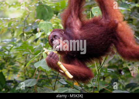 Bornean Orangutan at Semenggoh Nature Reserve, Kuching, Sarawak, Malaysia, island of Borneo Stock Photo