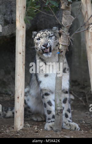 Tama Zoological Park,Tokyo Stock Photo