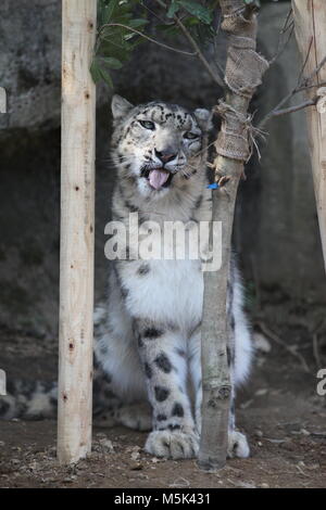 Tama Zoological Park,Tokyo Stock Photo