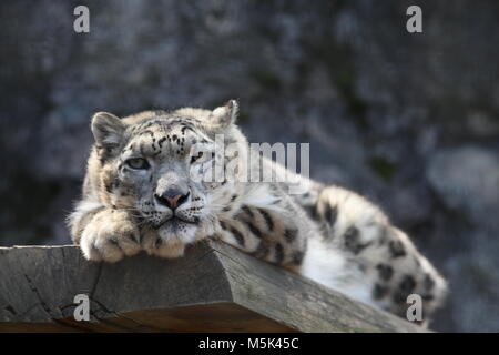 Tama Zoological Park,Tokyo Stock Photo