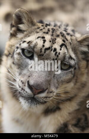 Tama Zoological Park,Tokyo Stock Photo