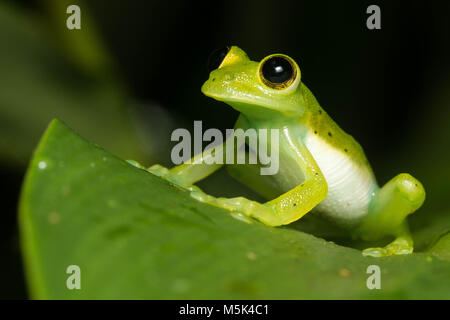 The Emerald glass frog (Espdarana prosoblepon) from Ecuador. Stock Photo