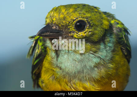 A silver throated tanager from Ecuador. Stock Photo