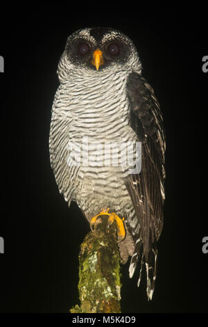 A black-and-white owl (Strix nigrolineata) from Southern Ecuador. Stock Photo