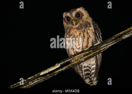 A young mottled owl, this one still has some growing left to do as evidenced by its downy feathers. Stock Photo