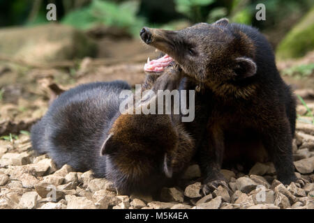 Two young coatis play rough and one gets grumpy at the other. Stock Photo