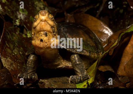 A white lipped mud turtle from Southern Ecuador.  This individual is from the southernmost known population of this species. Stock Photo