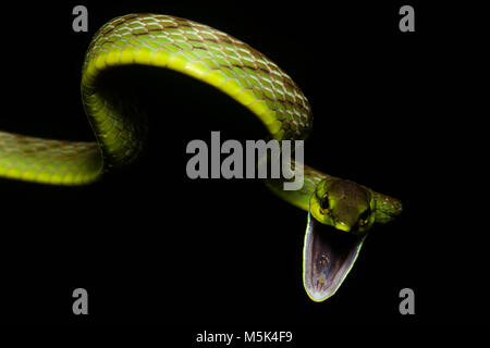 A cope's vine snake (Oxybelis brevirostris) attempts to look as scary as possible in order to scare off predators. Stock Photo