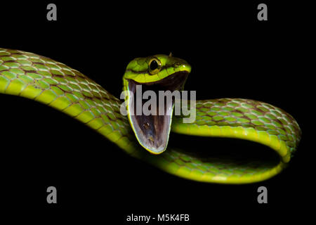 A cope's vine snake (Oxybelis brevirostris) attempts to look as scary as possible in order to scare off predators. Stock Photo