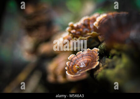 Mushroom, Ling zhi mushroom on an old piece of wood in the tropical rain forest Stock Photo