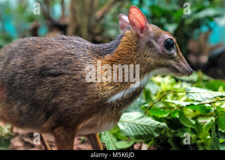 Single Java mouse-deer in a zoological garden terrarium Stock Photo