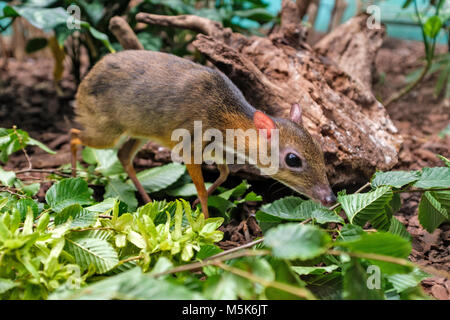 Single Java mouse-deer in a zoological garden terrarium Stock Photo