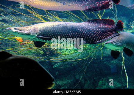 Tropical sweet water fish Arapaima Gigas, known also as Pirarucu in tropical aquarium in a zoological facility Stock Photo