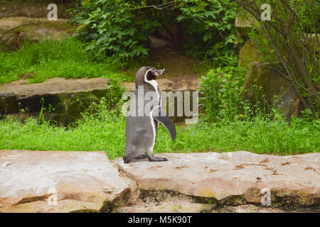 Small penguin standing on a wall Stock Photo