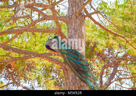 Peacock sitting on a tree Plaka Forest Stock Photo