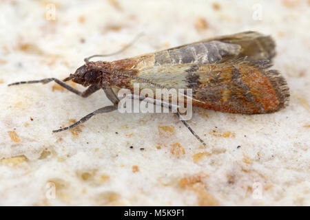 Indian mealmoth or Indianmeal moth Plodia interpunctella of a pyraloid moth from the family Pyralidae is common pest of stored products. Stock Photo