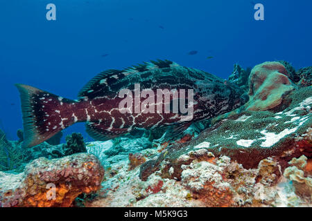 Black grouper or Black rockfish (Mycteroperca bonaci) at caribbean coral reef, Cozumel, Mexico, Caribbean Stock Photo