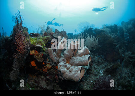 Scuba diver at a caribbean coral reef, Palmetto Bay, Roatan island, Bay islands, Honduras, Caribbean Stock Photo
