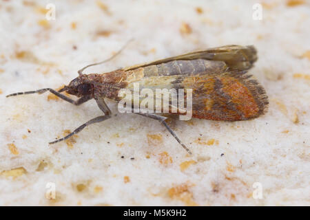Indian mealmoth or Indianmeal moth Plodia interpunctella of a pyraloid moth from the family Pyralidae is common pest of stored products. Stock Photo