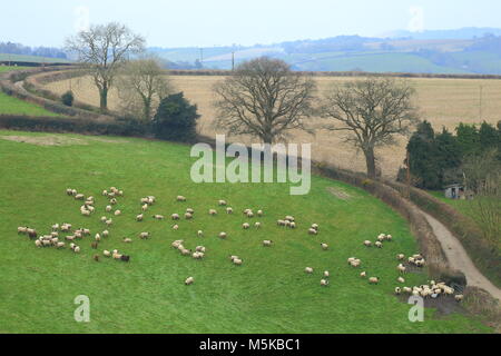 Flock of sheep graze on the farmland in East Devon Area of Outstanding Natural Beauty Stock Photo