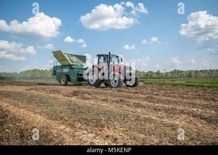 Tractor pulling combine harvester through dried peanut field, Tifton, Georgia. Stock Photo