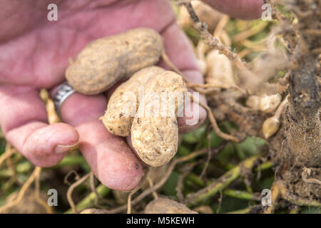 Hand examines peanuts still attached to roots and ready for harvest, Tifton, Georgia. Stock Photo