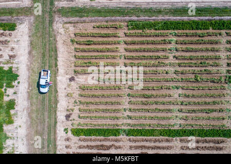 Looking directly down at neat rows of peanut crops and a single white work truck sitting idle in field, Tifton, Georgia. Stock Photo