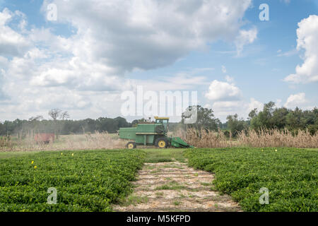 Combine harvester driving through field of corn, Tifton, Georgia. Stock Photo