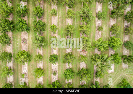 Aerial shot looking directly down at rows of pecan trees,  Tifton, Georgia. Stock Photo