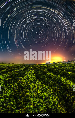 Long exposure of star trails in the night skies above peanut plant field, Tifton, Georgia. Stock Photo