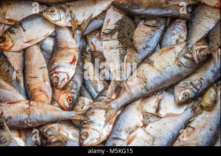 Mossbunker hi-res stock photography and images - Alamy