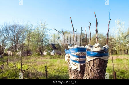 grafting fruit tree in an apple orchard in spring Stock Photo