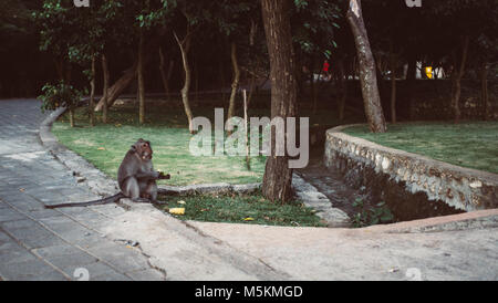 A monkey eats food from a temple on the cliffs in Uluwatu, Bali Stock Photo