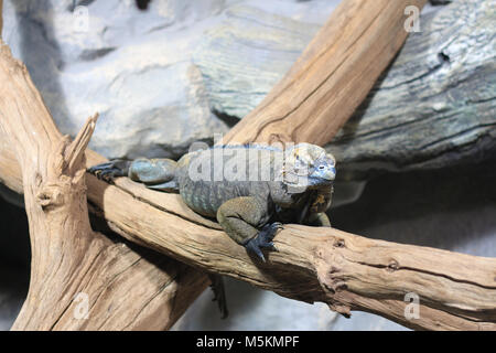 Mexican iguana resting on branch in animal park Stock Photo