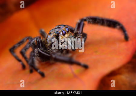 My pet Black Jumping spider macro photo Stock Photo